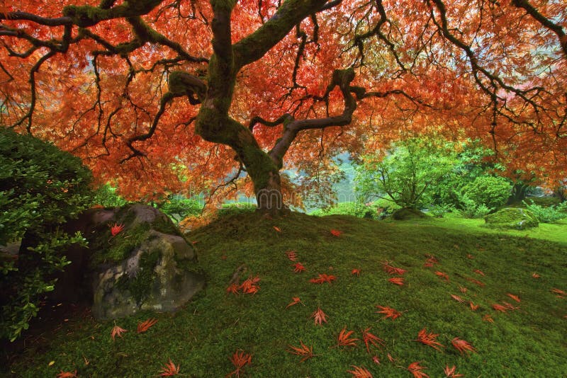 Japanese Maple Tree in the Fall at Portland Japanese Garden 2. Japanese Maple Tree in the Fall at Portland Japanese Garden 2