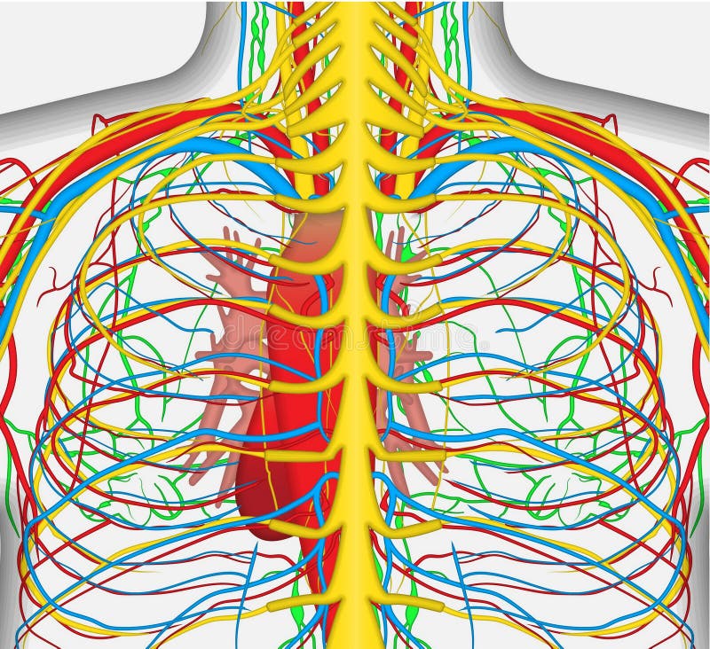 Medically accurate vector illustration of human back chest, includes nervous system, veins, arteries, heart, etc. Medically accurate vector illustration of human back chest, includes nervous system, veins, arteries, heart, etc