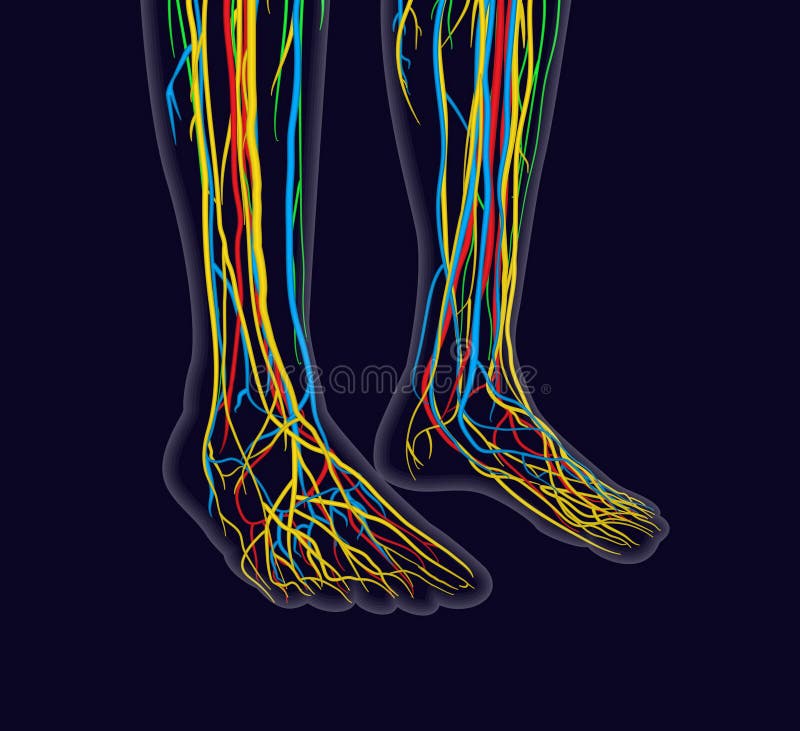 Medically accurate vector illustration of human feet, includes nervous system, veins, arteries, etc. Medically accurate vector illustration of human feet, includes nervous system, veins, arteries, etc.