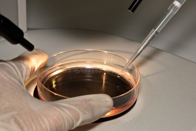 Scientist is pipetting medium into a cell culture dish. Scientist is pipetting medium into a cell culture dish