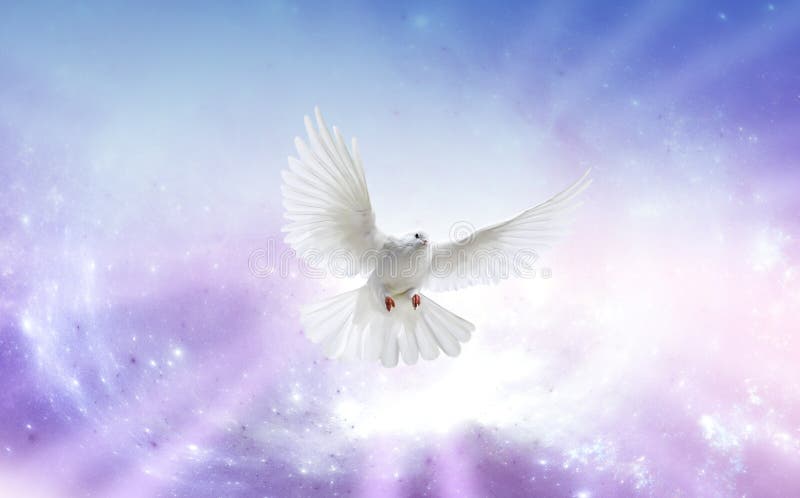 White dove in a blue purple sky, symbol of faith. White dove in a blue purple sky, symbol of faith
