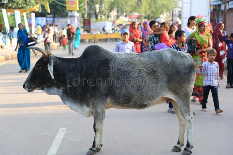 Ινδική ιερή αγελάδα