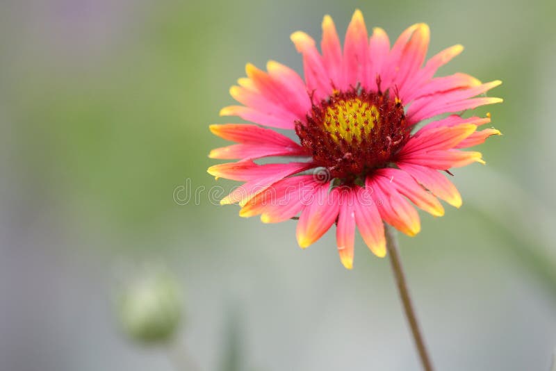 Macro close up of a wild natural imperfect pink red yellow fire wheel indian blanket blooming flower with green natural background. Macro close up of a wild natural imperfect pink red yellow fire wheel indian blanket blooming flower with green natural background