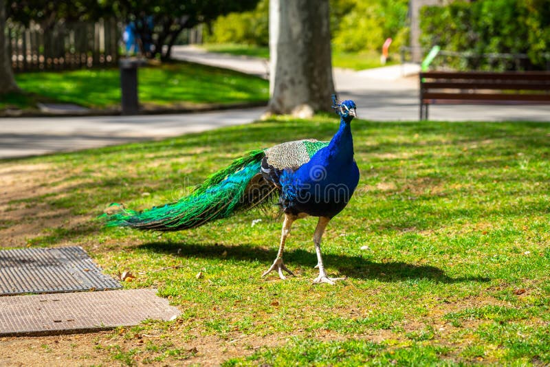 Ινδικό cristatus Peafowl Pavo στο ζωολογικό κήπο της Βαρκελώνης στοκ εικόνα Ινδικό cristatus Peafowl Pavo στο ζωολογικό κήπο της Βαρκελώνης στοκ εικόνα
