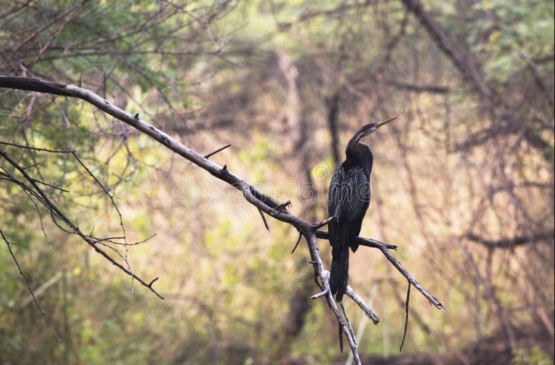 The Oriental darter or Indian darter Anhinga melanogaster is a water bird of tropical South Asia and Southeast Asia. It has a long and slender neck with a straight, pointed bill and, like the cormorant, it hunts for fish while its body is submerged in water. It spears a fish underwater, bringing it above the surface, tossing and juggling it before swallowing the fish head first. The body remains submerged as it swims, and the slender neck alone is visible above the water, which accounts for the colloquial name of snakebird. Bharatpur, Rajasthan, India. The Oriental darter or Indian darter Anhinga melanogaster is a water bird of tropical South Asia and Southeast Asia. It has a long and slender neck with a straight, pointed bill and, like the cormorant, it hunts for fish while its body is submerged in water. It spears a fish underwater, bringing it above the surface, tossing and juggling it before swallowing the fish head first. The body remains submerged as it swims, and the slender neck alone is visible above the water, which accounts for the colloquial name of snakebird. Bharatpur, Rajasthan, India