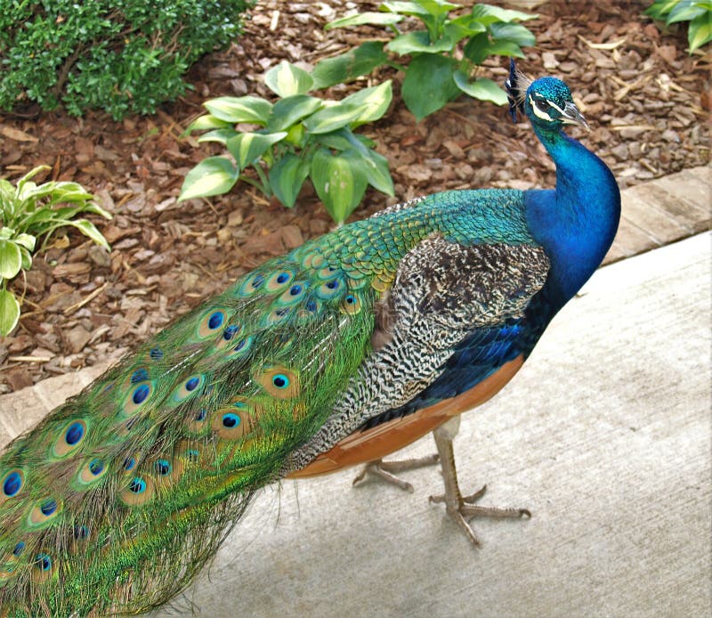 Ινδικό Peafowl Peacock στοκ εικόνες Ινδικό Peafowl Peacock στοκ εικόνες