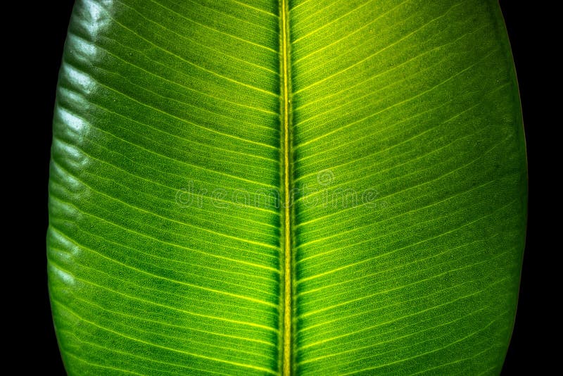 Ινδικό φύλλο Ficus Elastica που φωτίζεται με το φως κατευθείαν, isola στοκ εικόνες με δικαίωμα ελεύθερης χρήσης