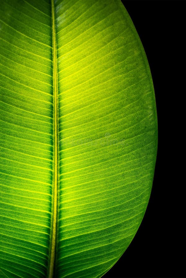 Ινδικό φύλλο Ficus Elastica που φωτίζεται με το φως κατευθείαν, isola στοκ εικόνα