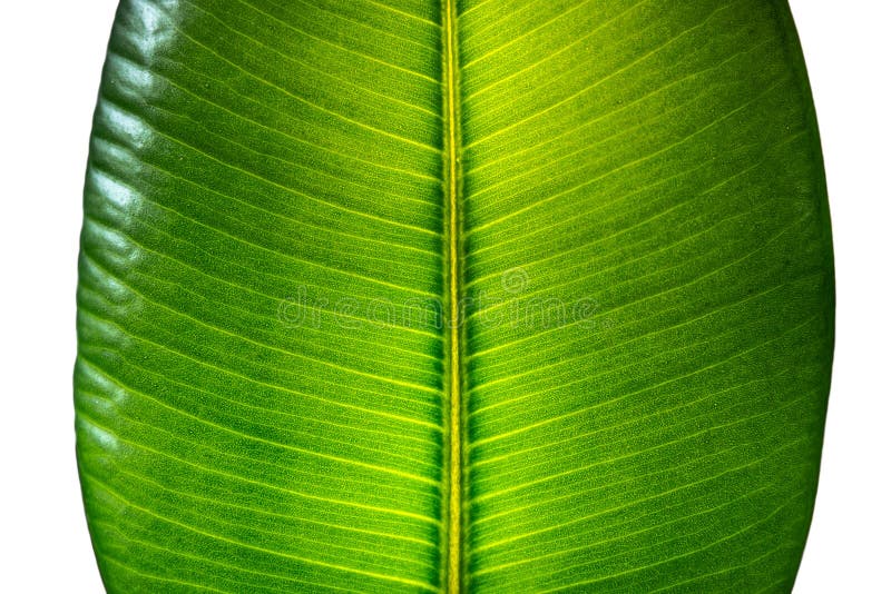 Ινδικό φύλλο Ficus Elastica που φωτίζεται με το φως κατευθείαν, isola στοκ φωτογραφία με δικαίωμα ελεύθερης χρήσης