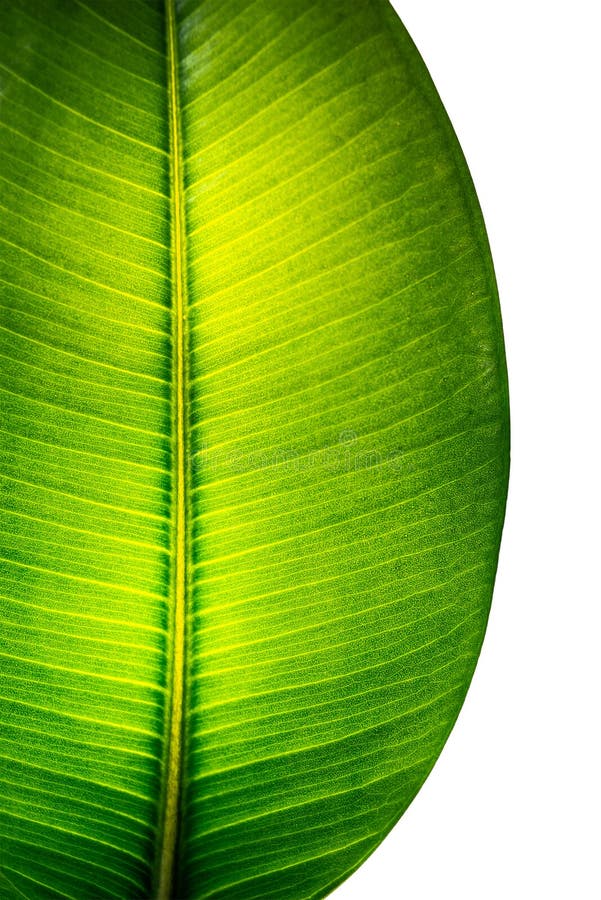 Ινδικό φύλλο Ficus Elastica που φωτίζεται με το φως κατευθείαν, isola στοκ φωτογραφία