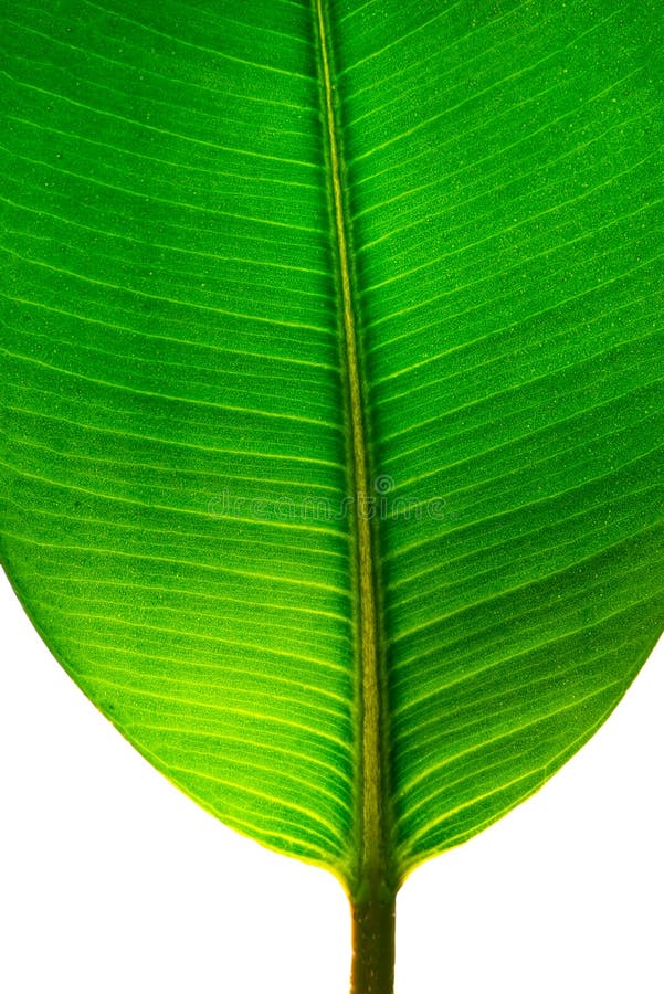 Ινδικό φύλλο Ficus Elastica που φωτίζεται με το φως κατευθείαν, isola. Ινδικό φύλλο Ficus Elastica που φωτίζεται με το φως κατευθείαν, που απομονώνεται στο άσπρο υπόβαθρο, κινηματογράφηση σε πρώτο πλάνο, λεπτομέρειες