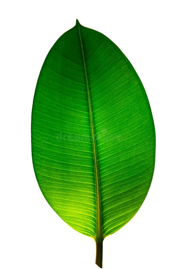 Ινδικό φύλλο Ficus Elastica που φωτίζεται με το φως κατευθείαν, isola στοκ εικόνες