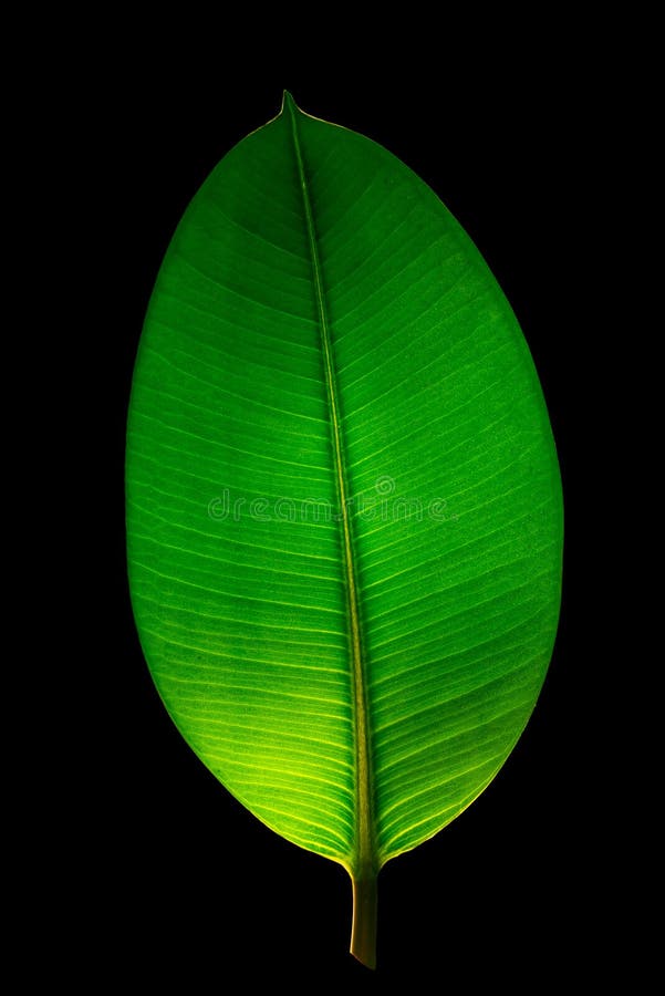 Ινδικό φύλλο Ficus Elastica που φωτίζεται με το φως κατευθείαν, isola στοκ εικόνες