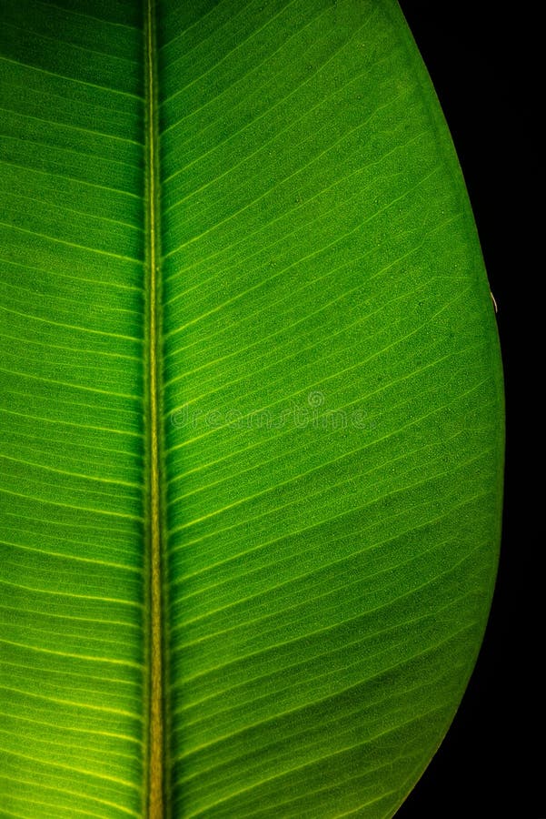 Ινδικό φύλλο Ficus Elastica που φωτίζεται με το φως κατευθείαν, isola στοκ φωτογραφίες
