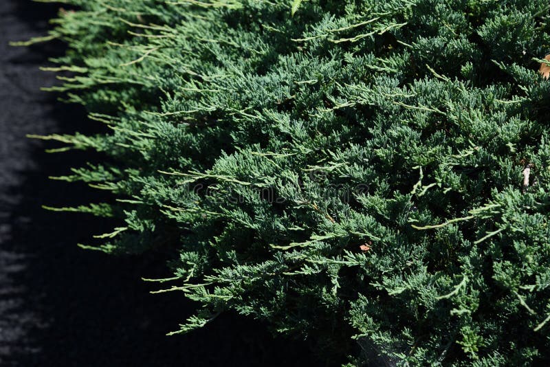 Ιοuνίπερος procumbens στοκ εικόνα με δικαίωμα ελεύθερης χρήσης Ιοuνίπερος procumbens στοκ εικόνα με δικαίωμα ελεύθερης χρήσης