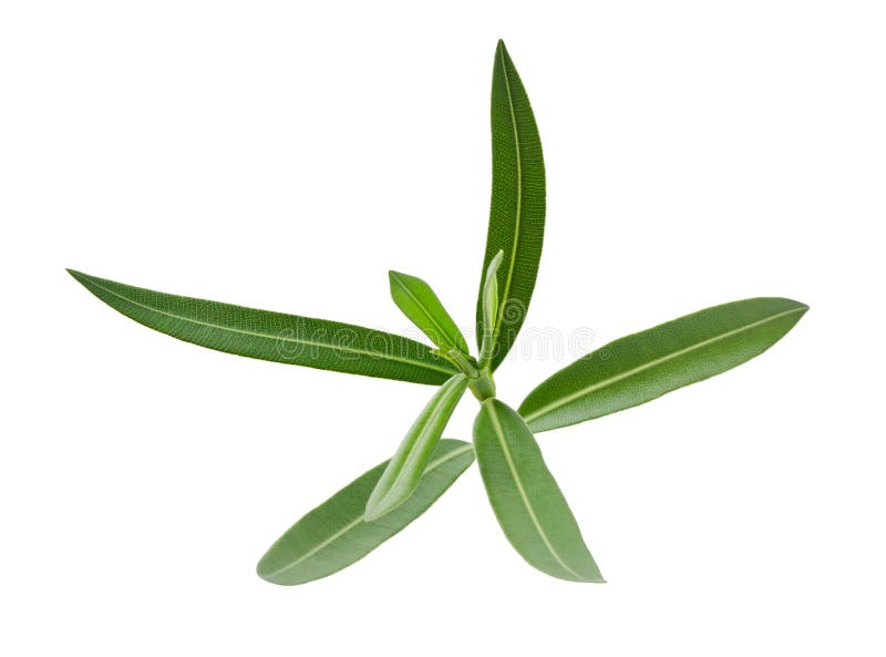 Oleander branch with leaves isolated on white. Oleander branch with leaves isolated on white