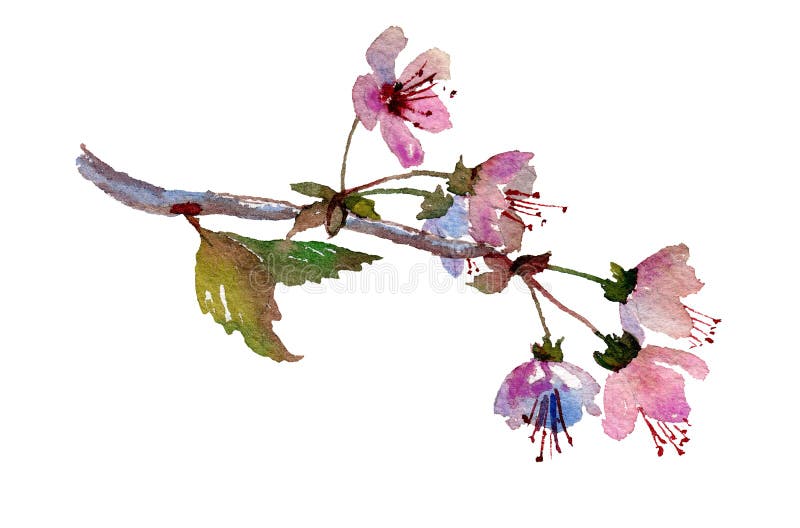 Κλάδος Sakura, άνθος κερασιών με τα ρόδινα λουλούδια απεικόνιση αποθεμάτων Κλάδος Sakura, άνθος κερασιών με τα ρόδινα λουλούδια απεικόνιση αποθεμάτων