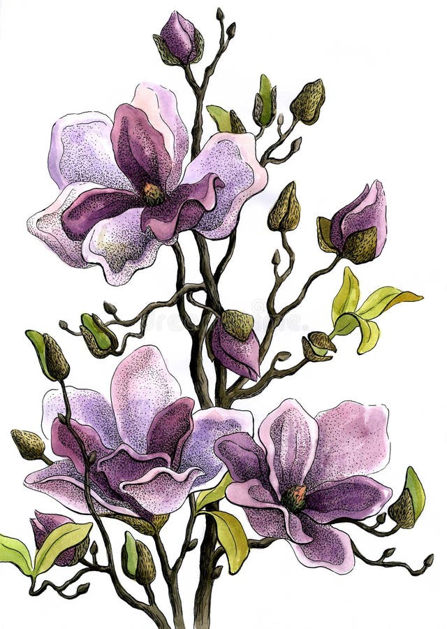 Κλάδος σχεδίων μιας άνθησης Magnolia Έγγραφο, υδατόχρωμα, λαβή ηλίου ελεύθερη απεικόνιση δικαιώματος