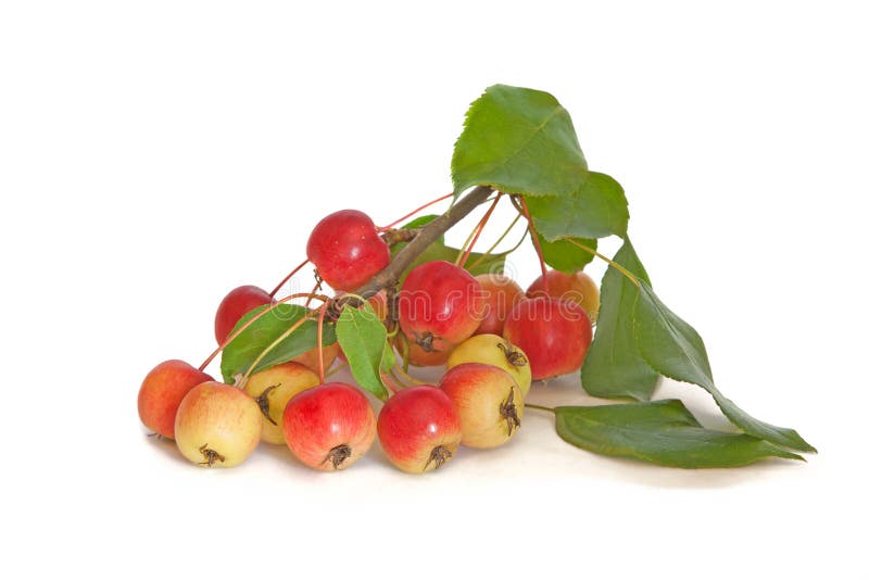Κλαδί μηλιάς 'Paradise' απομονωμένο σε λευκό φόντο στοκ εικόνες