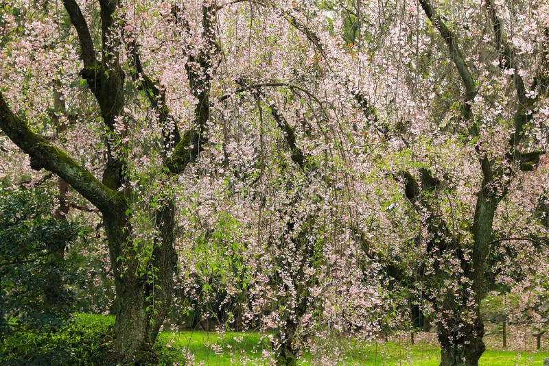 Κλάμα των ιαπωνικών δέντρων ανθών κερασιών Sakura με τα ρόδινα λουλούδια ι στοκ φωτογραφίες Κλάμα των ιαπωνικών δέντρων ανθών κερασιών Sakura με τα ρόδινα λουλούδια ι στοκ φωτογραφίες