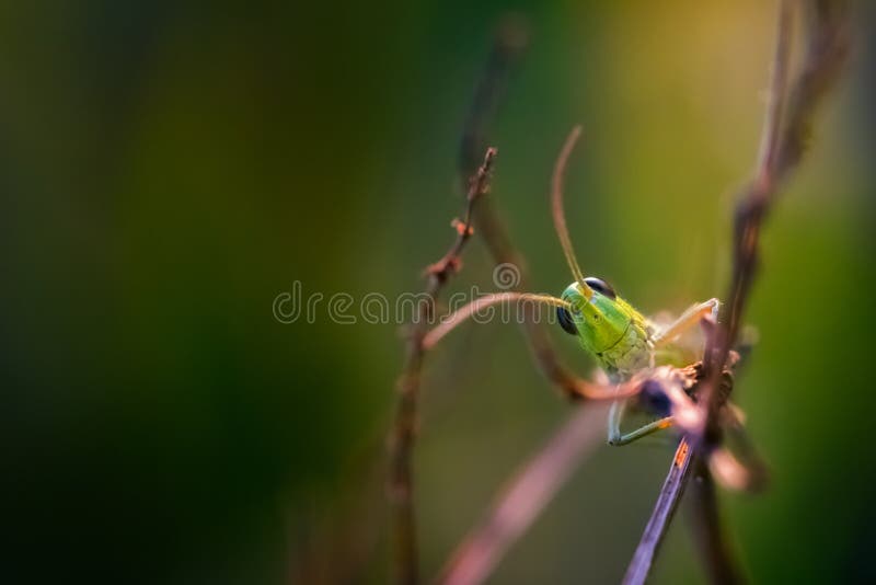 Κλείστε επάνω της όμορφης grasshopper συνεδρίασης στη χλόη στοκ εικόνες Κλείστε επάνω της όμορφης grasshopper συνεδρίασης στη χλόη στοκ εικόνες