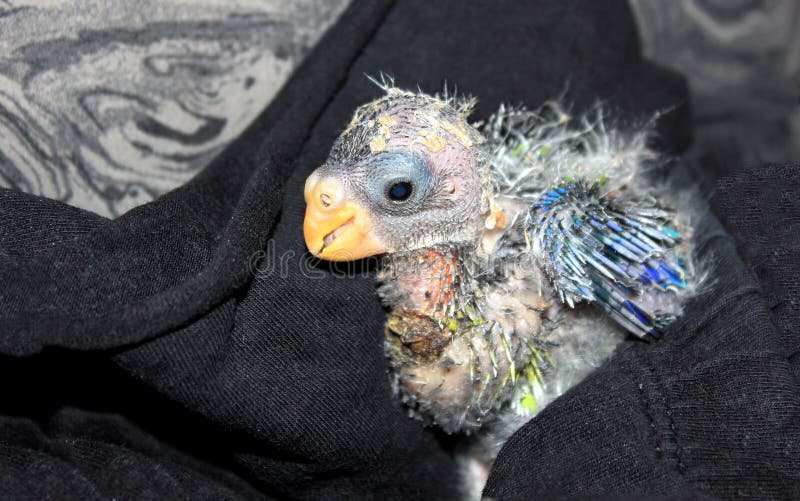 Κλείστε επάνω το μωρό αυστραλιανό Rosella στοκ φωτογραφία με δικαίωμα ελεύθερης χρήσης