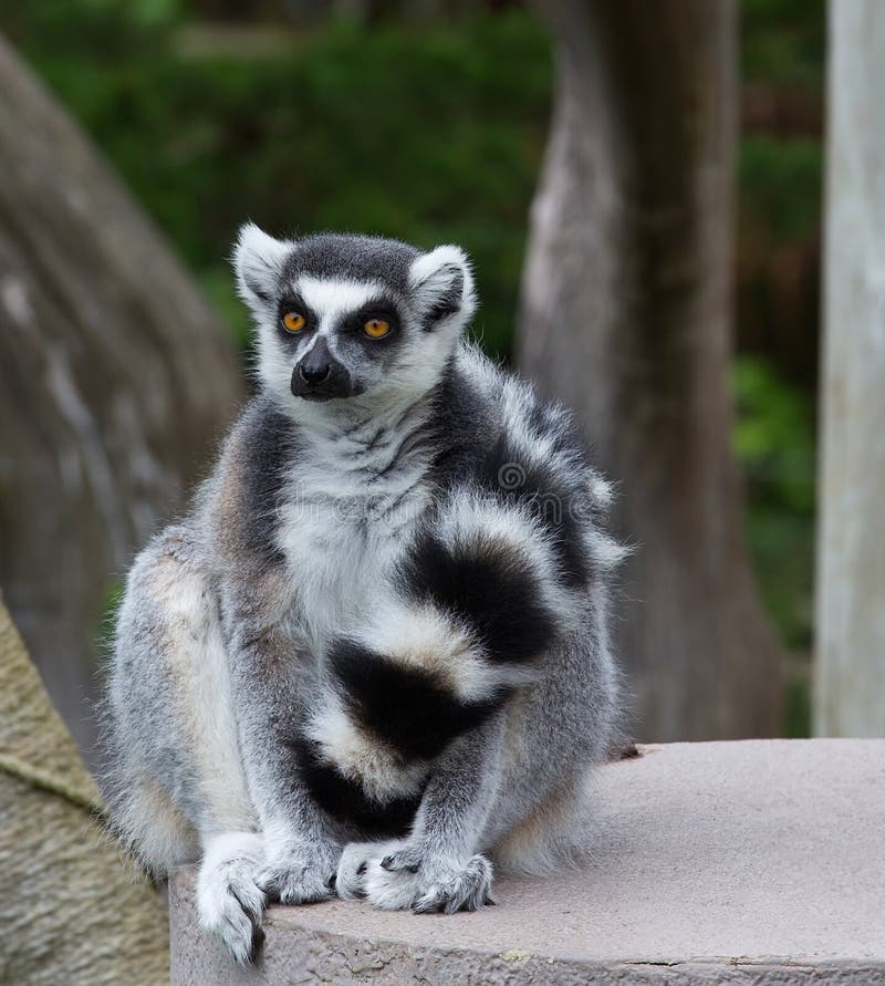 Close Up of Ring-tailed lemur(Lemur catta) sitting with his tail in front. Close Up of Ring-tailed lemur(Lemur catta) sitting with his tail in front