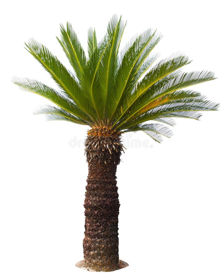 Κλείστε επάνω το φοίνικα Cycad που απομονώνεται άσπρο gar usefor υποβάθρου στοκ φωτογραφίες με δικαίωμα ελεύθερης χρήσης