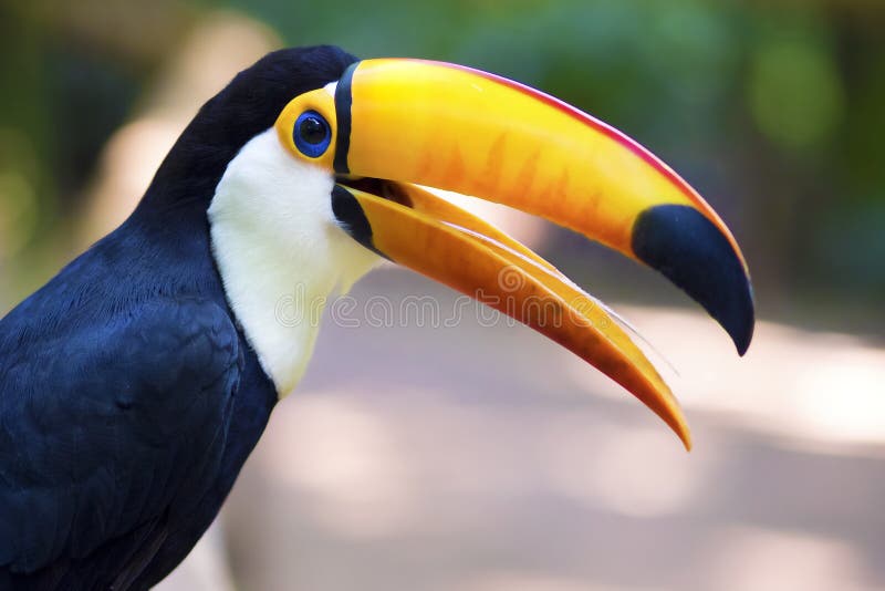 Κλείστε επάνω του εξωτικού πουλιού Toucan στη φυσική ρύθμιση στοκ εικόνες
