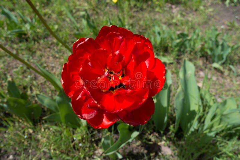 Close up of bright scarlet double tulip flower. Close up of bright scarlet double tulip flower