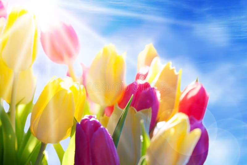 Sunny Bouquet Or Bunch Of Tulip Flowers Or Flower Meadow With Bokeh Effect As Close Up With Copy Space In Front Of Blue SKy. Sunny Bouquet Or Bunch Of Tulip Flowers Or Flower Meadow With Bokeh Effect As Close Up With Copy Space In Front Of Blue SKy