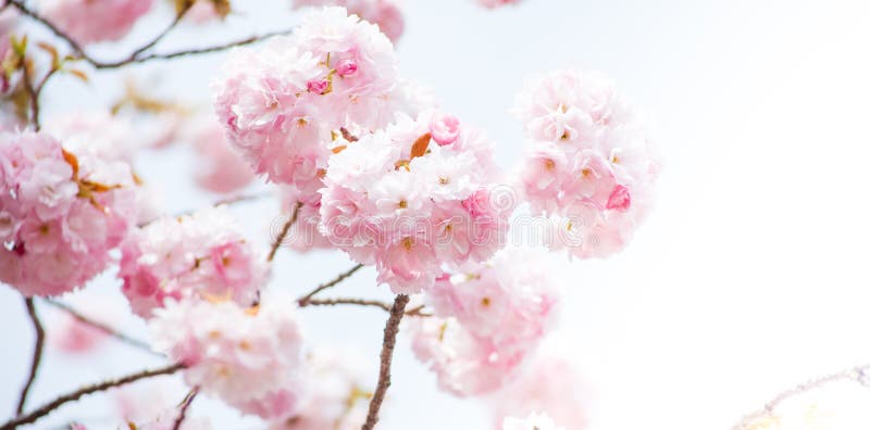Κλείστε επάνω του ρόδινου άνθος-sakura κερασιών στοκ εικόνες