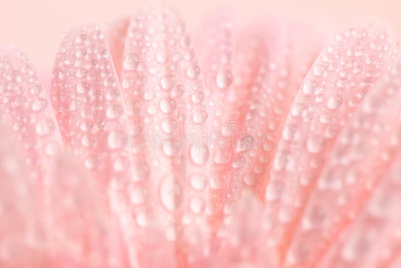 Close up and selective focus of the sweet pink Gerbera flower with water droplet, romantic and fresh moment. Close up and selective focus of the sweet pink Gerbera flower with water droplet, romantic and fresh moment