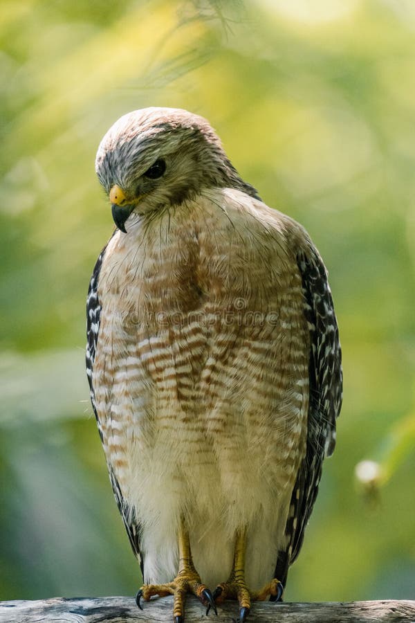 A vertical closeup of the red-shouldered hawk, Buteo lineatus. A vertical closeup of the red-shouldered hawk, Buteo lineatus.