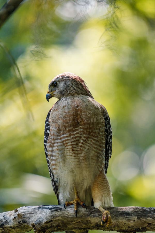 A vertical closeup of the red-shouldered hawk, Buteo lineatus. A vertical closeup of the red-shouldered hawk, Buteo lineatus.