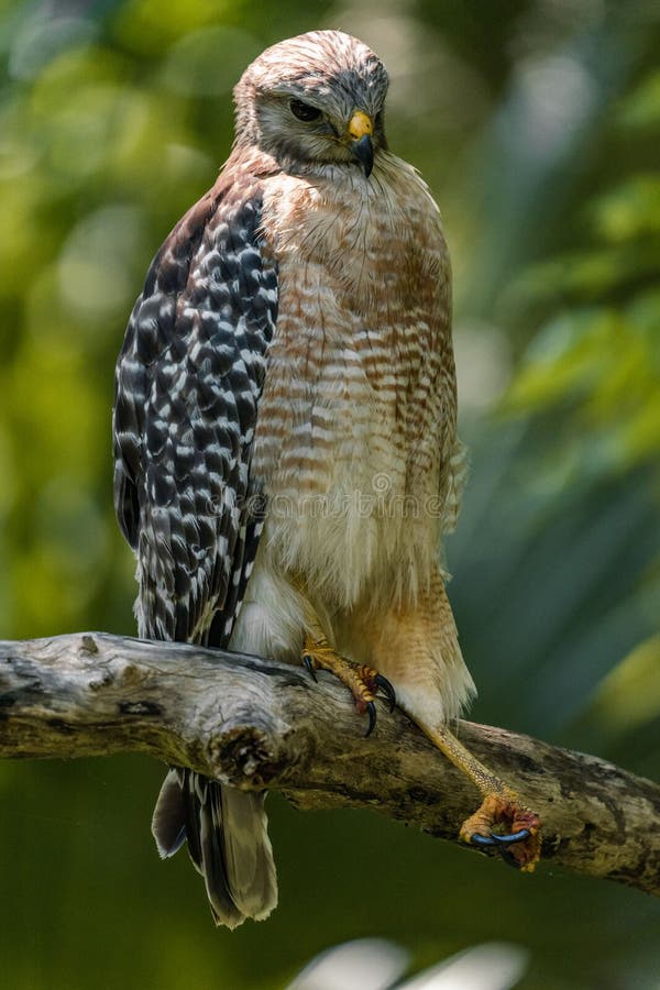 A vertical closeup of the red-shouldered hawk, Buteo lineatus. A vertical closeup of the red-shouldered hawk, Buteo lineatus.