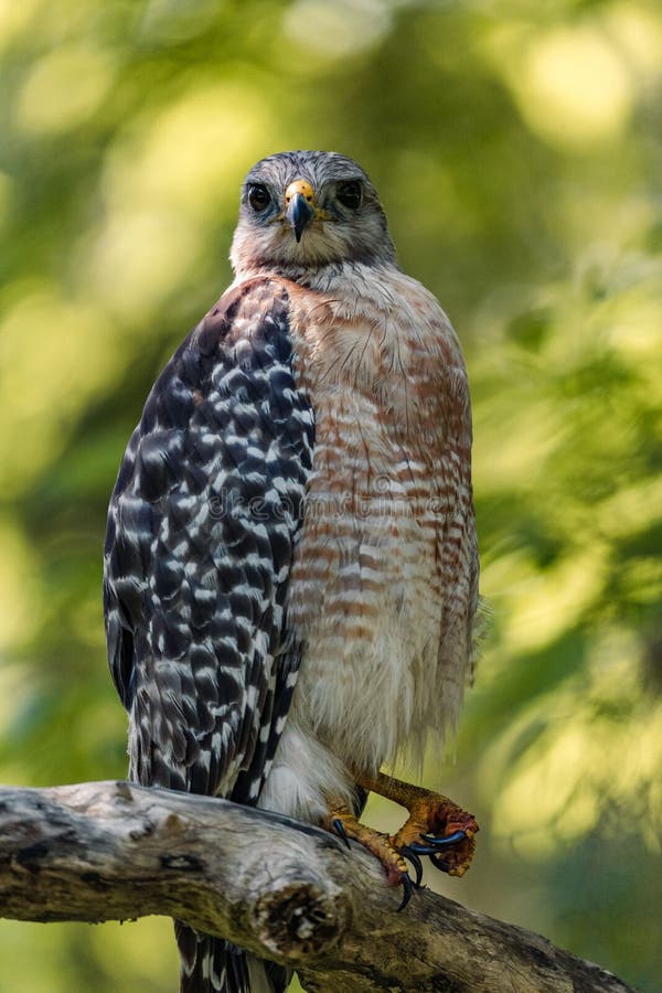 A vertical closeup of the red-shouldered hawk, Buteo lineatus. A vertical closeup of the red-shouldered hawk, Buteo lineatus.