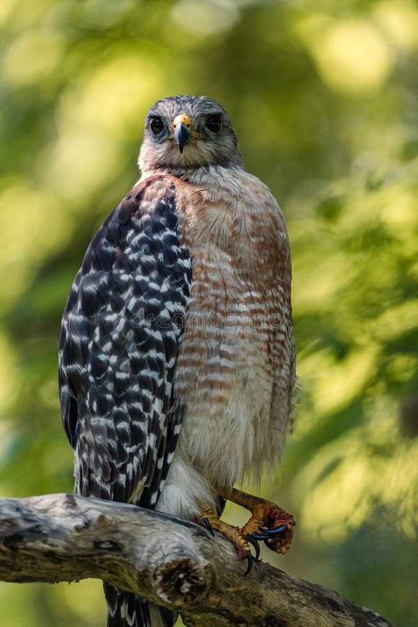 A vertical closeup of the red-shouldered hawk, Buteo lineatus. A vertical closeup of the red-shouldered hawk, Buteo lineatus.