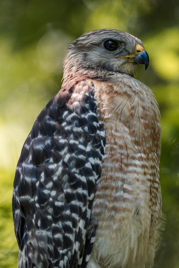 A vertical closeup of the red-shouldered hawk, Buteo lineatus. A vertical closeup of the red-shouldered hawk, Buteo lineatus.