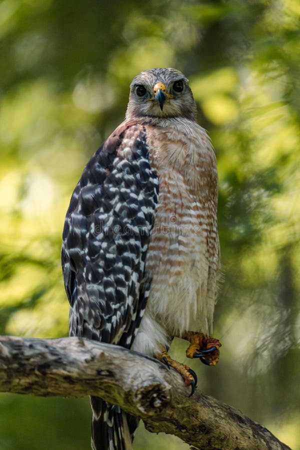 A vertical closeup of the red-shouldered hawk, Buteo lineatus. A vertical closeup of the red-shouldered hawk, Buteo lineatus.