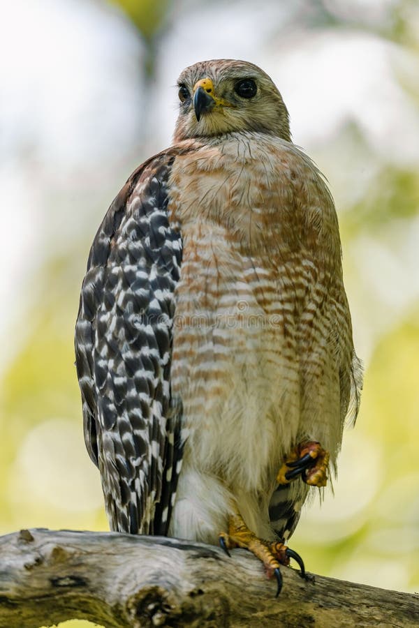 A vertical closeup of the red-shouldered hawk, Buteo lineatus. A vertical closeup of the red-shouldered hawk, Buteo lineatus.