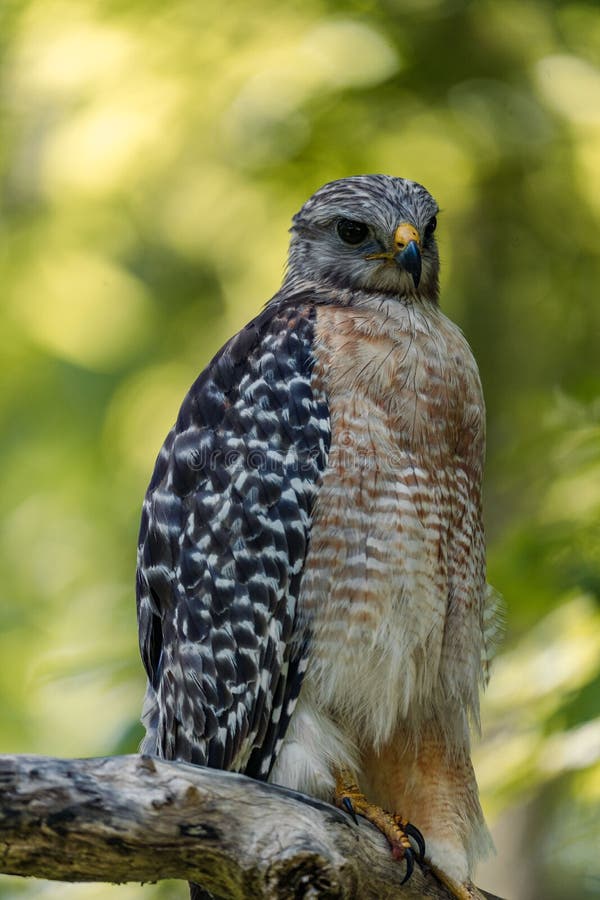 A vertical closeup of the red-shouldered hawk, Buteo lineatus. A vertical closeup of the red-shouldered hawk, Buteo lineatus.