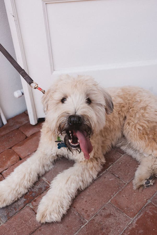 Κάθετος πυροβολισμός ενός τύπου Goldendoodle σκυλιού σε ένα λουρί που βάζει στο έδαφος στοκ φωτογραφίες με δικαίωμα ελεύθερης χρήσης Κάθετος πυροβολισμός ενός τύπου Goldendoodle σκυλιού σε ένα λουρί που βάζει στο έδαφος στοκ φωτογραφίες με δικαίωμα ελεύθερης χρήσης