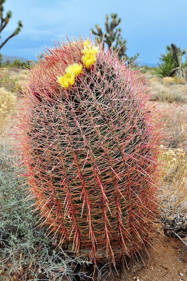 A barrel cactus in the Mojave desert california. This species of barrel cactus is found in south-central Arizona and northern Sonora, Mexico. There are scattered populations in southern New Mexico and western Texas. Its life span is 50-100 years. This cactus commonly grows 2-4 feet but may grow taller can grow to be 6-10 feet tall. A barrel cactus in the Mojave desert california. This species of barrel cactus is found in south-central Arizona and northern Sonora, Mexico. There are scattered populations in southern New Mexico and western Texas. Its life span is 50-100 years. This cactus commonly grows 2-4 feet but may grow taller can grow to be 6-10 feet tall.