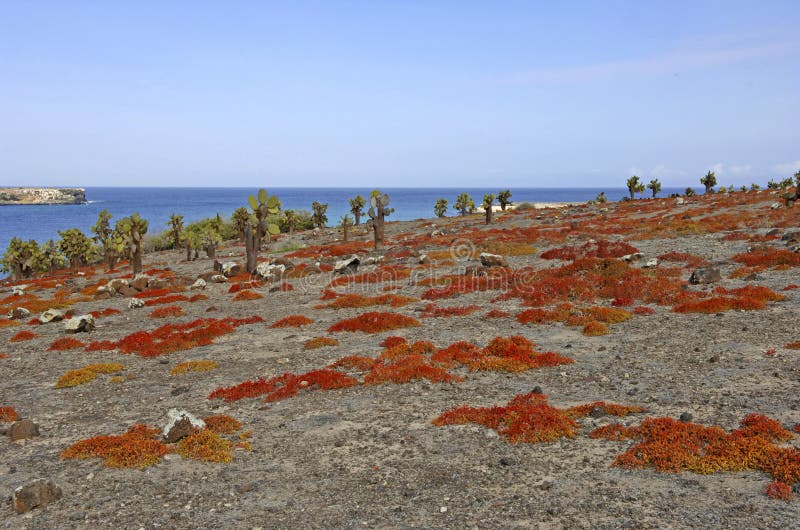 Κάκτος και κόκκινη επίγεια κάλυψη, Galapagos νησιά στοκ φωτογραφία με δικαίωμα ελεύθερης χρήσης