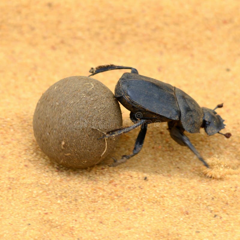 Κάνθαρος Scarab στοκ φωτογραφίες Κάνθαρος Scarab στοκ φωτογραφίες