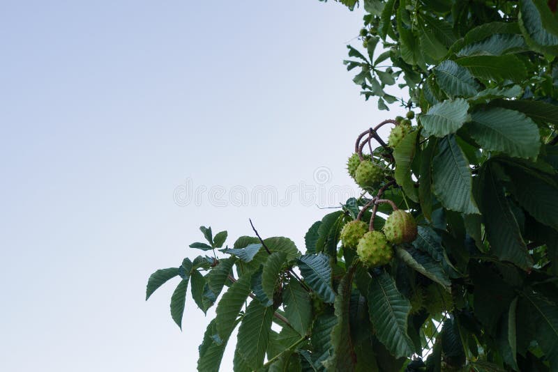 Κάστανα αλόγων/conkers που κρεμούν από το δέντρο με το διάστημα αντιγράφων στο αριστερό στοκ φωτογραφία με δικαίωμα ελεύθερης χρήσης Κάστανα αλόγων/conkers που κρεμούν από το δέντρο με το διάστημα αντιγράφων στο αριστερό στοκ φωτογραφία με δικαίωμα ελεύθερης χρήσης