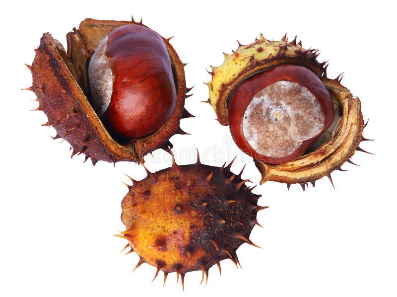 Καστάνι στοκ εικόνα με δικαίωμα ελεύθερης χρήσης