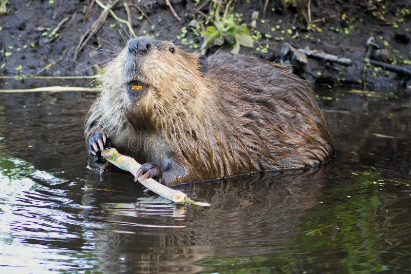 Adult beaver stripping bark off of a tree branch for dinner in Grand Teton National Park, WY. Adult beaver stripping bark off of a tree branch for dinner in Grand Teton National Park, WY