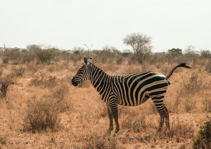 Κένυα, ανατολή Tsavo - Zebras στην επιφύλαξή τους στοκ φωτογραφία με δικαίωμα ελεύθερης χρήσης Κένυα, ανατολή Tsavo - Zebras στην επιφύλαξή τους στοκ φωτογραφία με δικαίωμα ελεύθερης χρήσης